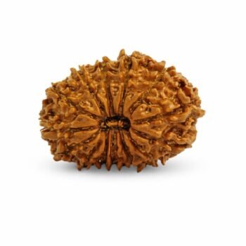 15 Mukhi Himalayan Rudraksha