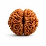 2 Mukhi Himalayan Rudraksha