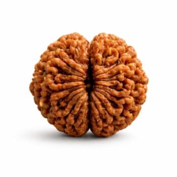 2 Mukhi Himalayan Rudraksha
