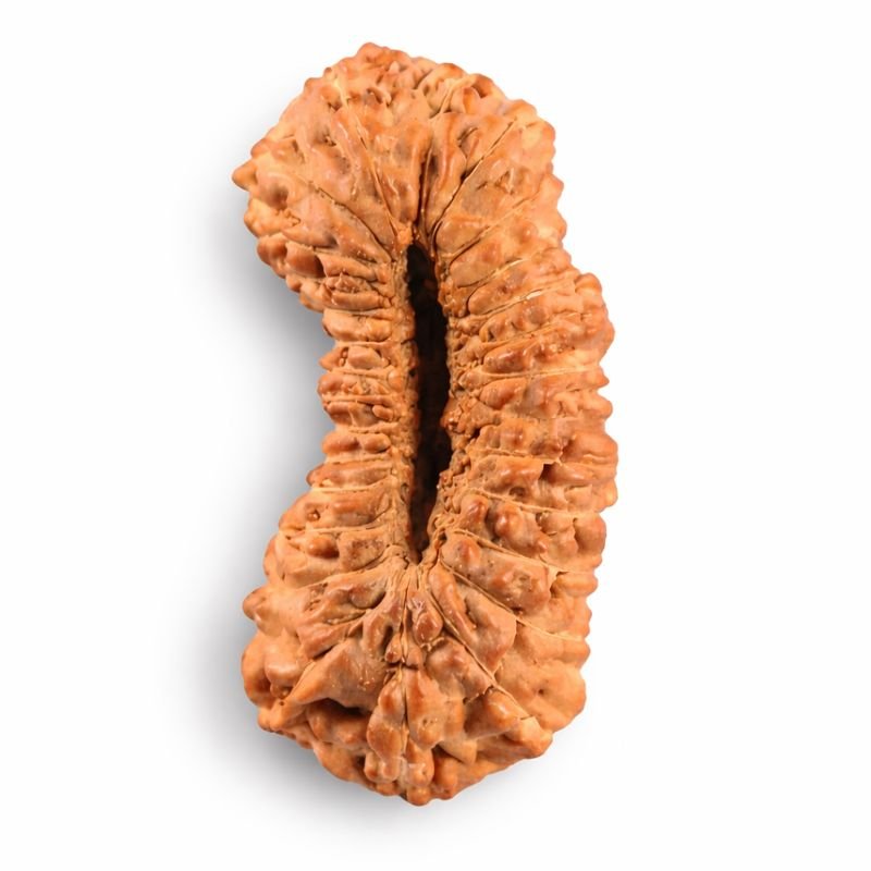 55f0ced1-fde4-4b76-a6db-29341934250a-md 27 Mukhi Himalayan Rudraksha