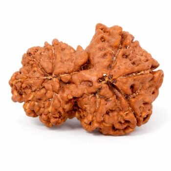 Gauri Shankar Rudraksha