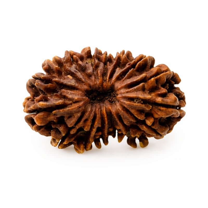 a 16 Mukhi Indonesian Rudraksha