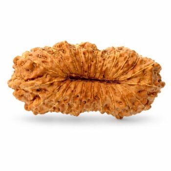 23 Mukhi Himalayan Rudraksha