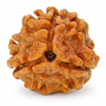 3 Mukhi Himalayan Rudraksha