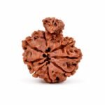 Savar Naag Rudraksha