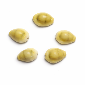 Money Cowrie Shells (Kaudi) – Authentic Lakshmi Cowries for Vastu & Puja