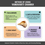 Right Hand Conch Shell