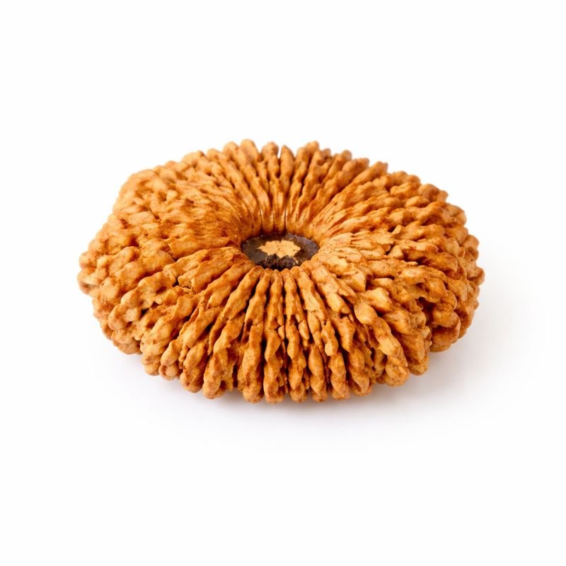 17 Mukhi Himalayan Rudraksha