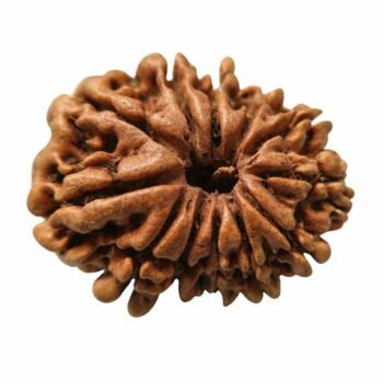 14 Mukhi himalayan Rudraksha