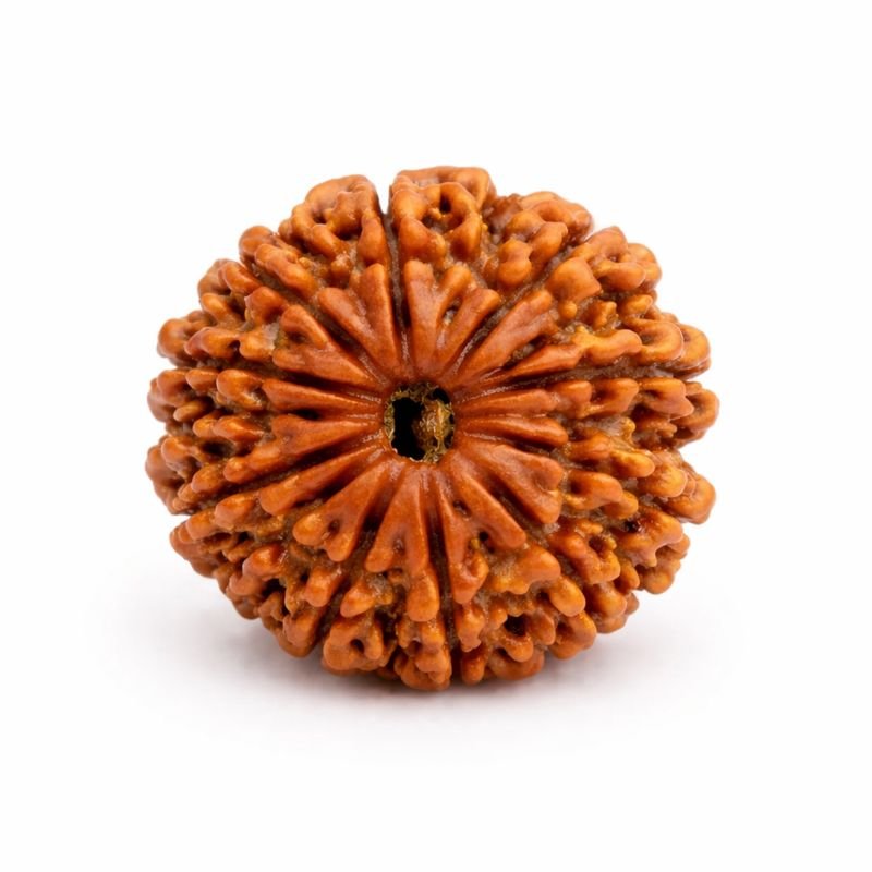 b3167158-5c7d-4100-9fbe-9388e8e3fa34-md 12 Mukhi Himalayan Rudraksha
