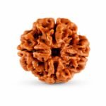 4 Mukhi Himalayan Rudraksha