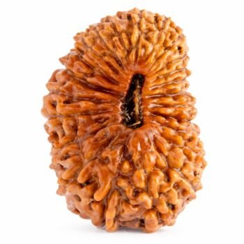 24 Mukhi Himalayan Rudraksha