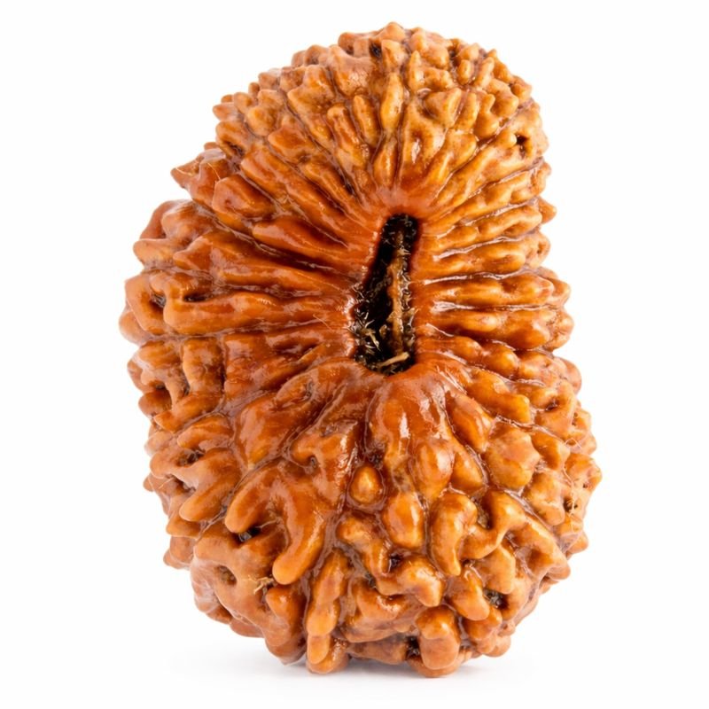 c9e4fa32-1974-43a9-8f74-b91910796f6e-md 24 Mukhi Himalayan Rudraksha