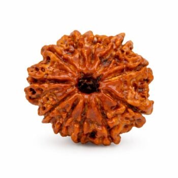 11 Mukhi Himalayan Rudraksha