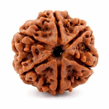 6 Mukhi Himalayan Rudraksha