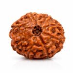 8 Mukhi Himalayan Rudraksha
