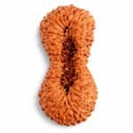 30 Mukhi Himalayan Rudraksha